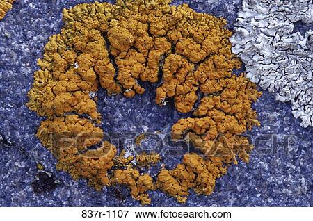 Lichen View Large Photo Image Stock Photo - Lichen. Fotosearch