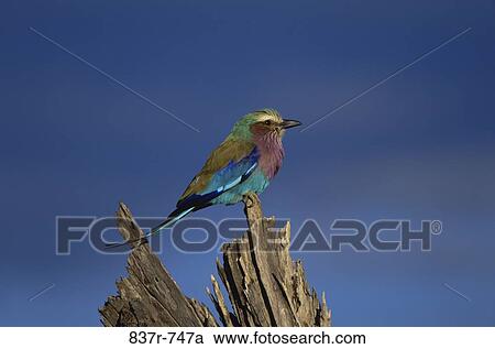 Lilac-breasted Roller View Large Photo Image Stock Image - Lilac-breasted Roller. Fotosearch