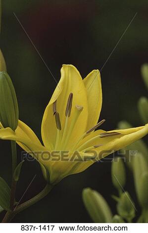 Lily View Large Photo Image Stock Photo - Lily. Fotosearch