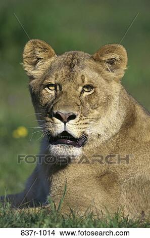 Lion View Large Photo Image Picture - Lion. Fotosearch