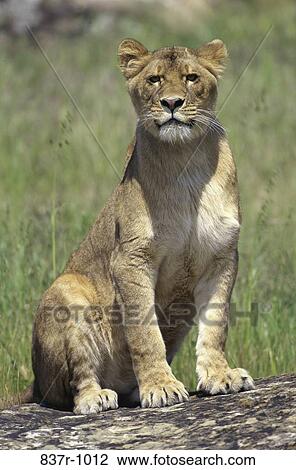 Lion View Large Photo Image Stock Image - Lion. Fotosearch