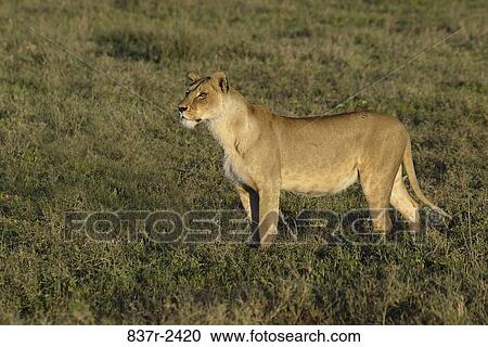 Stock Image - Lion. Fotosearch