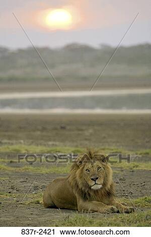 Lion View Large Photo Image Stock Image - Lion. Fotosearch