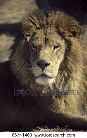 Lion View Large Photo Image Stock Image - Lion. Fotosearch
