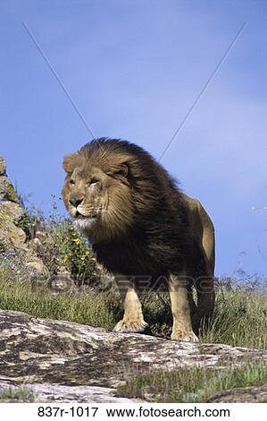 Lion View Large Photo Image Stock Photo - Lion. Fotosearch