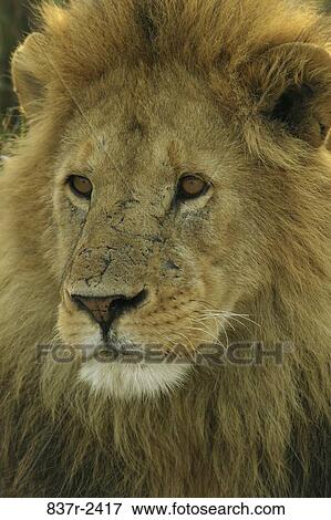 Lion View Large Photo Image Stock Photo - Lion. Fotosearch