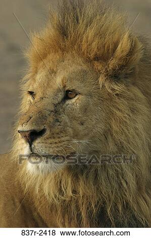 Lion View Large Photo Image Stock Photo - Lion. Fotosearch
