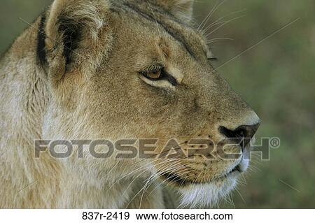Lion View Large Photo Image Stock Photo - Lion. Fotosearch