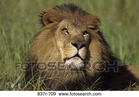 Lion View Large Photo Image Stock Photo - Lion. Fotosearch