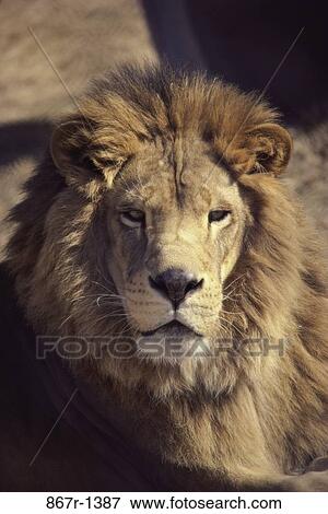 Lion View Large Photo Image Stock Photo - Lion. Fotosearch