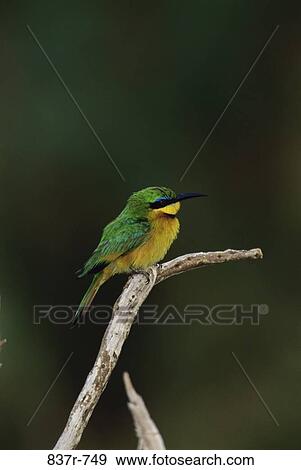 Little Bee-eater View Large Photo Image Stock Photo - Little Bee-eater. Fotosearch