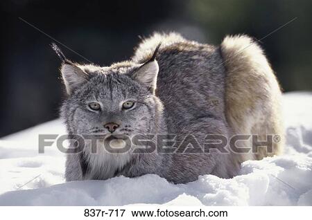 Lynx View Large Photo Image Stock Photo - Lynx. Fotosearch