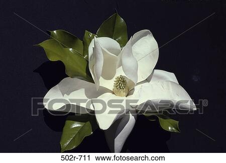 Magnolia View Large Photo Image Stock Image - Magnolia. Fotosearch
