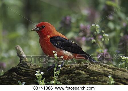 Male Scarlet Tanager View Large Photo Image Stock Photograph - Male Scarlet Tanager. Fotosearch