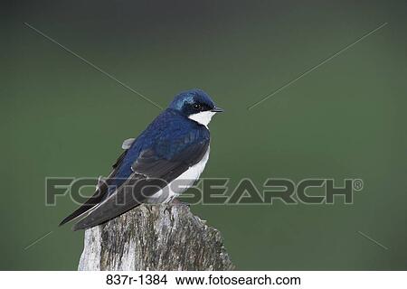 Male Tree Swallow View Large Photo Image Picture - Male Tree Swallow. Fotosearch
