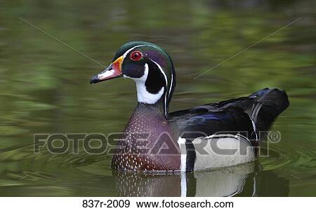 Male Wood Duck View Large Photo Image Stock Photo - Male Wood Duck. Fotosearch
