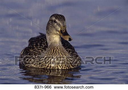 Mallard View Large Photo Image Stock Photograph - Mallard. Fotosearch