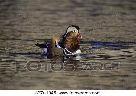 Mandarin Duck View Large Photo Image Stock Photography - Mandarin Duck. Fotosearch