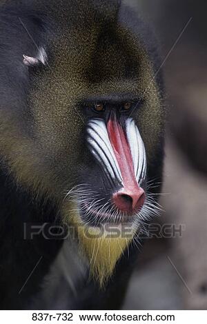 Mandrill View Large Photo Image Stock Image - Mandrill. Fotosearch