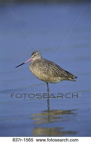 Marbled Godwit View Large Photo Image Stock Photography - Marbled Godwit. Fotosearch