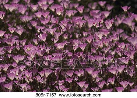 Stock Photo - Mariposa Tulips. Fotosearch