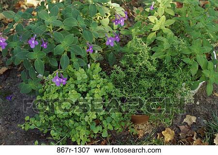 Marjoram and Thyme View Large Photo Image Stock Photo - Marjoram and Thyme. Fotosearch
