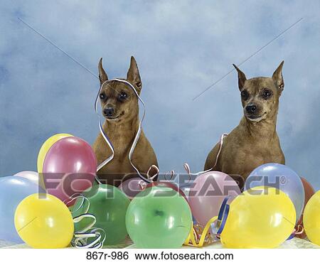 Miniature Pinschers View Large Photo Image Stock Photograph - Miniature Pinschers. Fotosearch