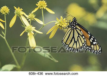 Stock Photograph - Monarch Butterfly. Fotosearch