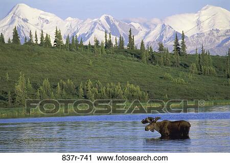 Moose View Large Photo Image Stock Image - Moose. Fotosearch