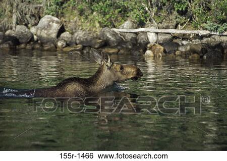 Moose View Large Photo Image Stock Photograph - Moose. Fotosearch