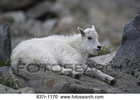 Mountain Goat View Large Photo Image Stock Image - Mountain Goat. Fotosearch