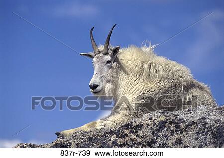 Mountain Goat View Large Photo Image Stock Photo - Mountain Goat. Fotosearch