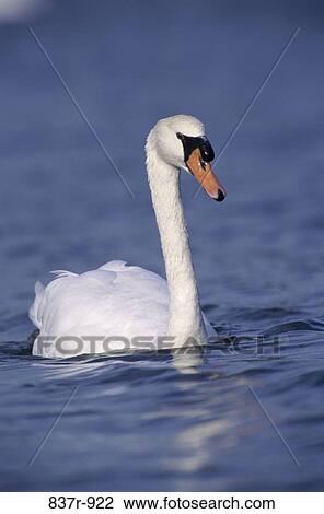 Stock Image - Mute Swan. Fotosearch