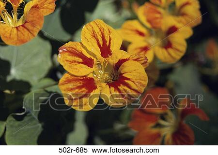 Nasturtiums View Large Photo Image Stock Photography - Nasturtiums. Fotosearch