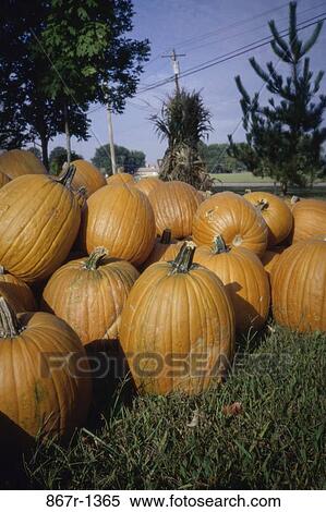 nature, Pumpkins various, season, pumpkins, autumn View Large Photo Image Stock Photography - nature, Pumpkins various, season, pumpkins, autumn. Fotosearch