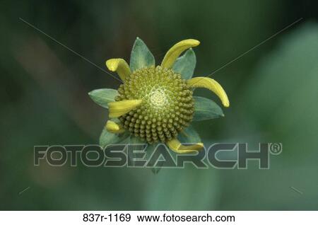 Nodding Sunflower View Large Photo Image Stock Photo - Nodding Sunflower. Fotosearch