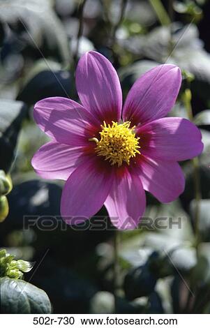 Northwest Cosmos View Large Photo Image Stock Image - Northwest Cosmos. Fotosearch