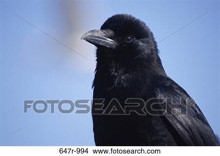 Northwestern Crow View Large Photo Image Picture - Northwestern Crow. Fotosearch