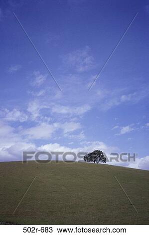 Oak Tree, California, USA View Large Photo Image Stock Image - Oak Tree, California, USA. Fotosearch