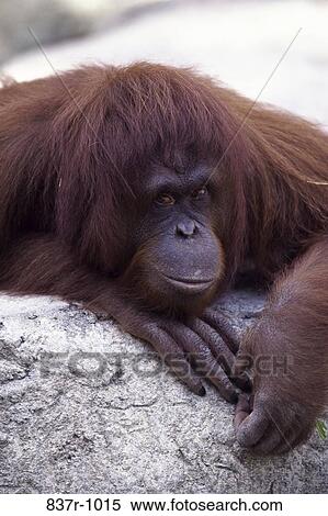 Orangutan View Large Photo Image Stock Photography - Orangutan. Fotosearch