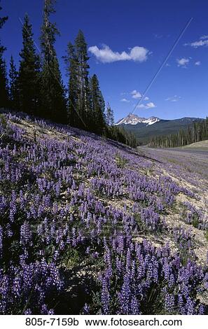 Oregon, USA View Large Photo Image Stock Image - Oregon, USA. Fotosearch