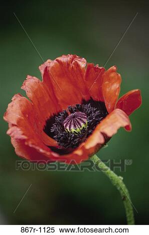 Oriental Poppy View Large Photo Image Stock Photography - Oriental Poppy. Fotosearch