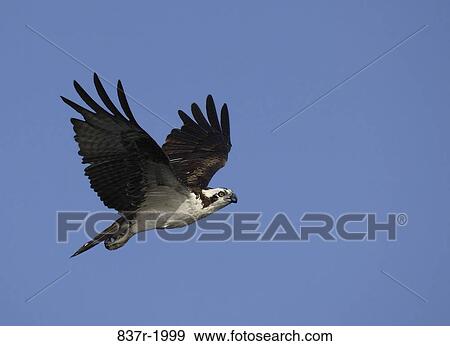 Stock Photo - Osprey. Fotosearch