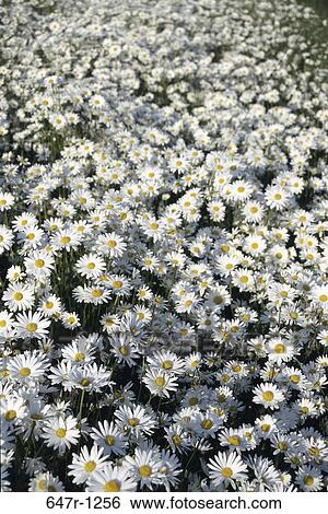 Stock Photograph - Oxeye Daisies. Fotosearch