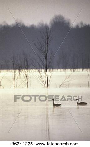 pair, bird, forest, nature, lake, ducks, animals View Large Photo Image Stock Photography - pair, bird, forest, nature, lake, ducks, animals. Fotosearch