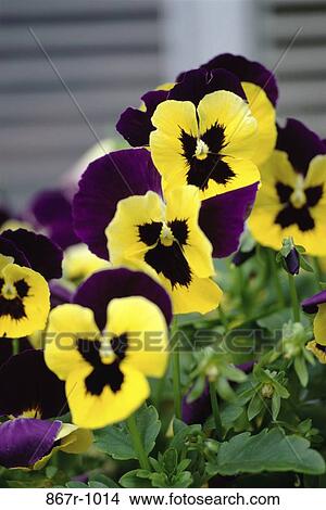 Pansies View Large Photo Image Picture - Pansies. Fotosearch