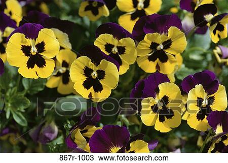 Pansies View Large Photo Image Stock Image - Pansies. Fotosearch