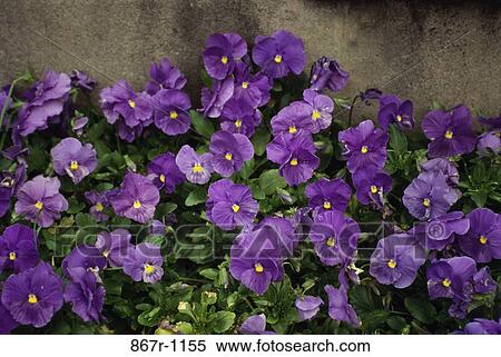 Pansies View Large Photo Image Stock Photography - Pansies. Fotosearch