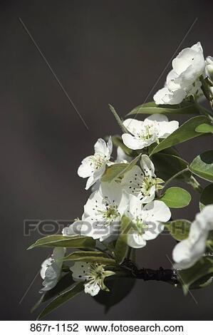 Pear Blossoms View Large Photo Image Stock Image - Pear Blossoms. Fotosearch