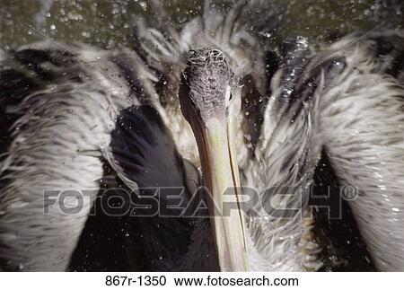 Pelican View Large Photo Image Stock Image - Pelican. Fotosearch